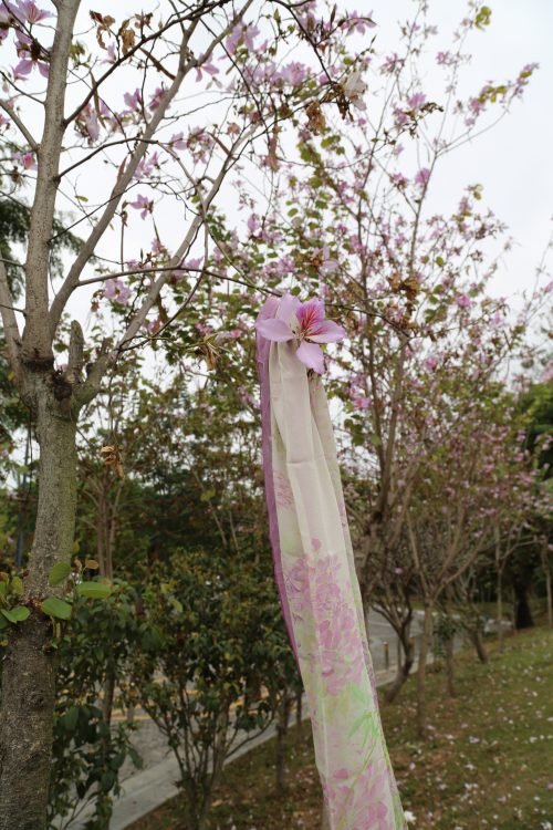 Peach blossoms in park