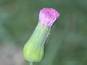The bud of the chrysanthemum