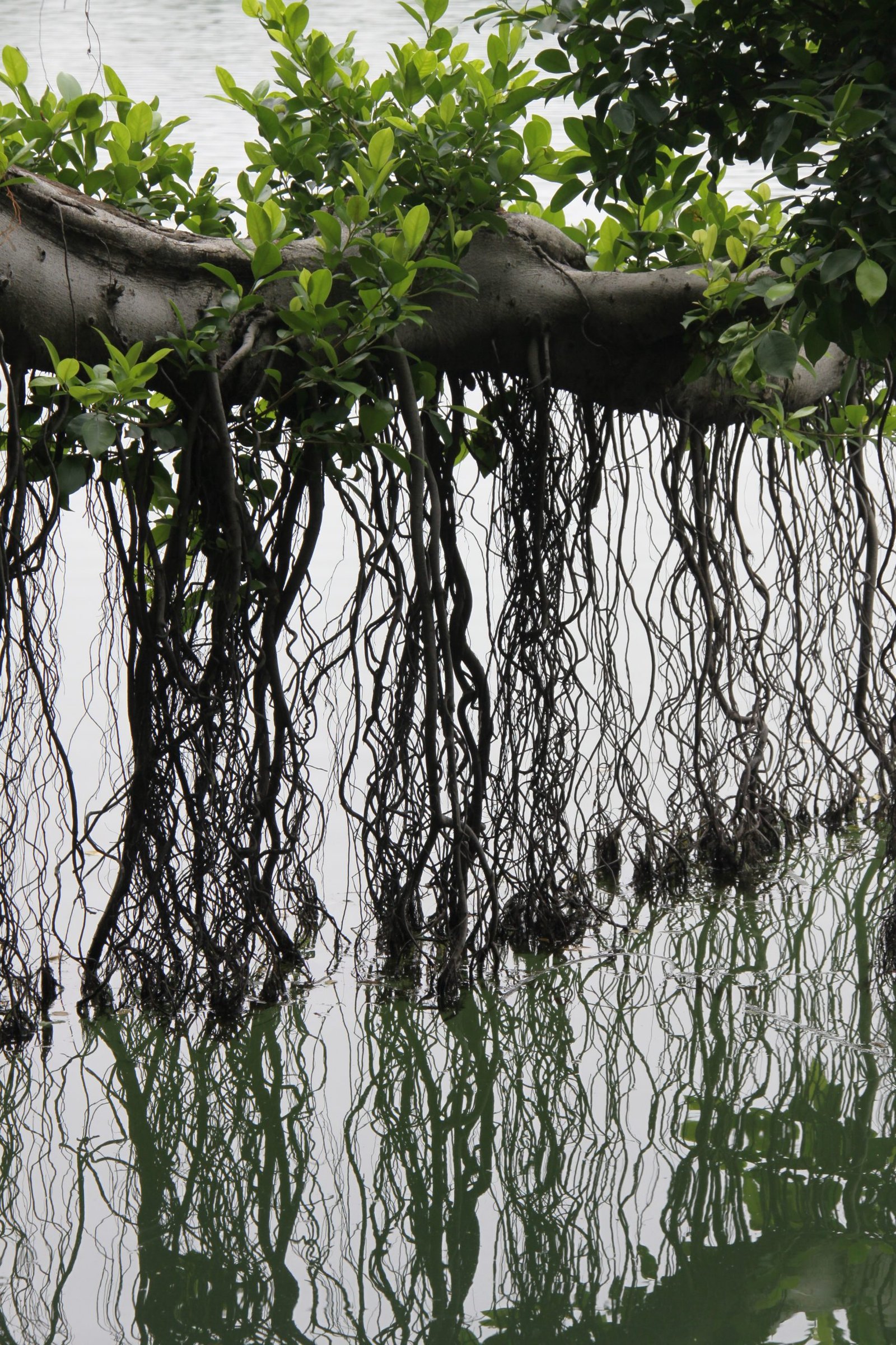 Banyan