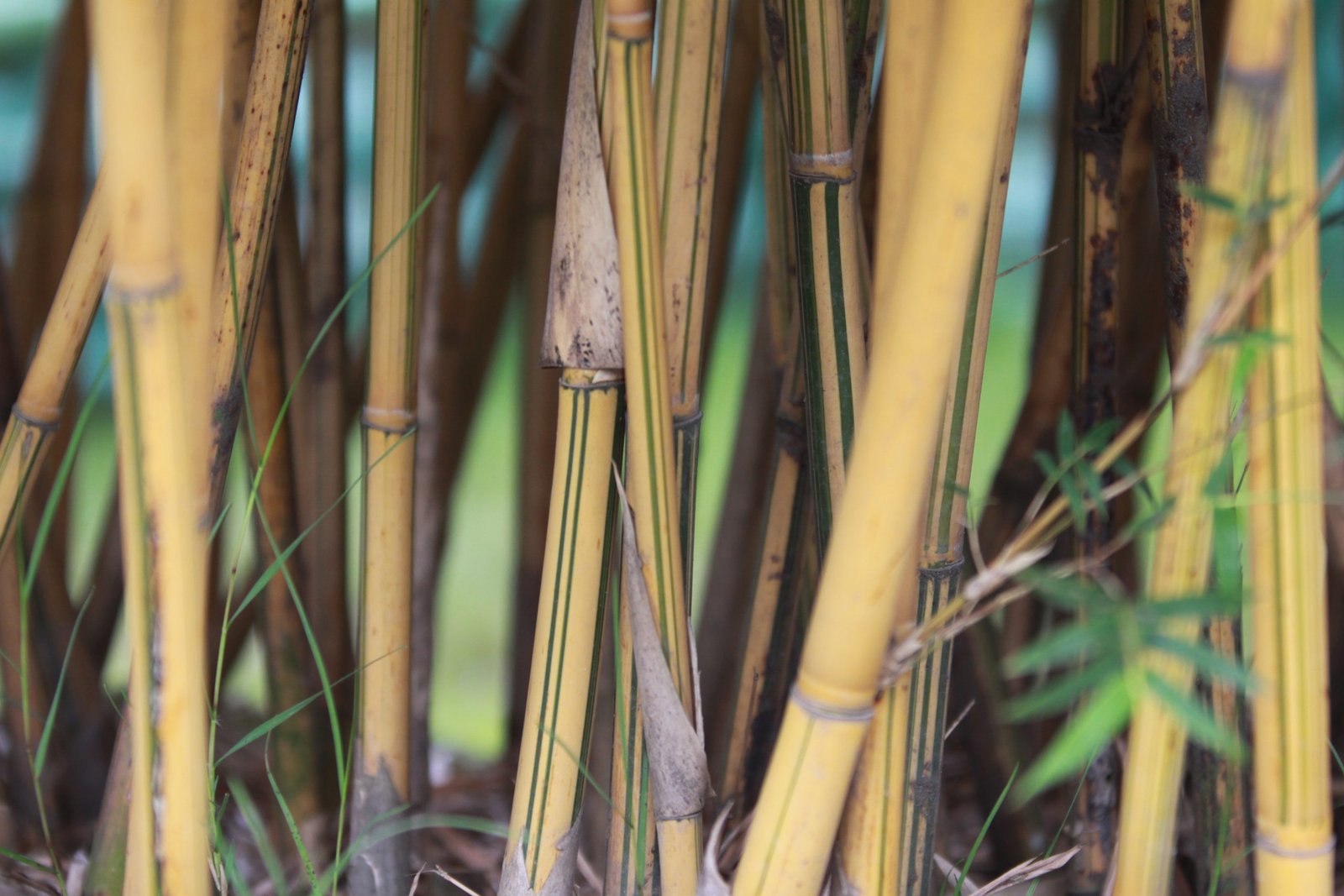 Yellow bamboo forest